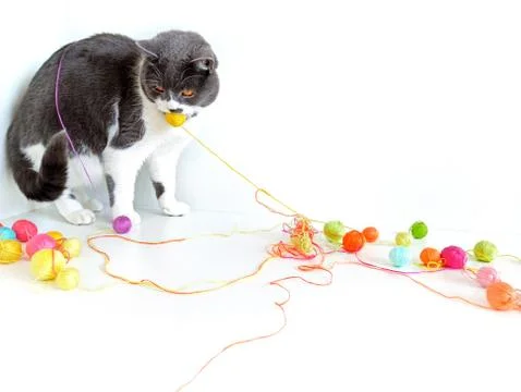 The cat of the British breed is entangled in the threads. Stock Photos