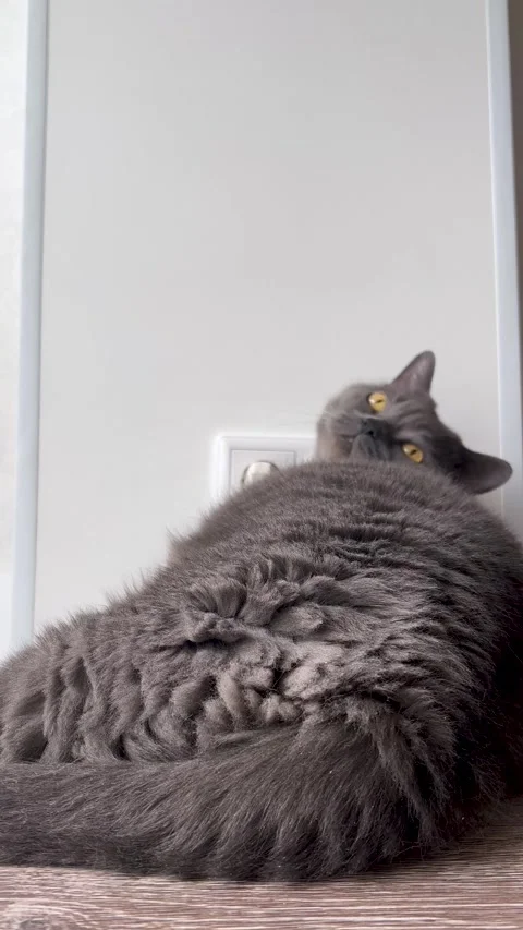 Cat of British breed leaned his head against white wall and sleeping Video stock 286177147