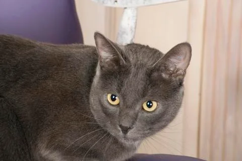 Cat of the British breed Stock Photos