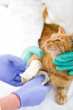 Cat with broken leg Stock Photos