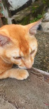 Cat is brooding Stock Photos