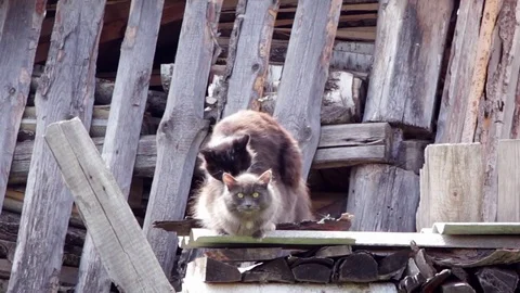 Cat brown and gray color cat copulating Stock Footage 73162653