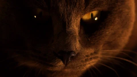 Cat - Brown - Close - 04 - Loop Stock Footage 34691488