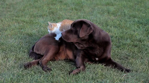 Cat with a brown labrador Stock Footage 36004228