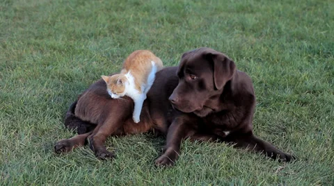 Cat with a brown labrador Stock Footage 36004241