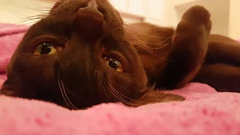 Cat brown lying on the sofa slow-motion shot Stock Footage 89237455