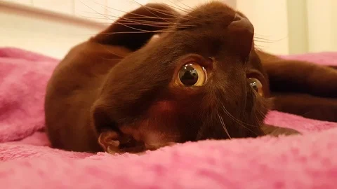 Cat brown lying on the sofa slow-motion shot, Burmese Stock Footage 89237691