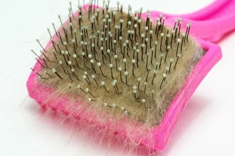 Cat brush with fur Stock Photos