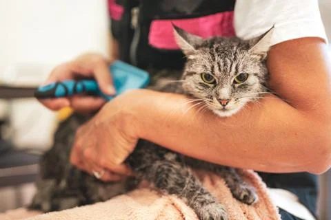 The cat is brushed Stock Photos