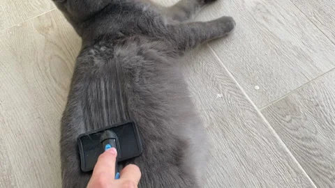 Cat brushing. Stock Footage 219471621