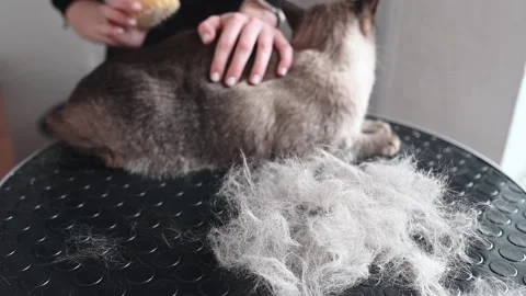 Cat brushing routine ensures fur stays smooth and healthy, brushing reduces Stock Footage 305544252
