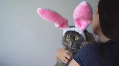 Cat in bunny ears Stock Footage 173689642