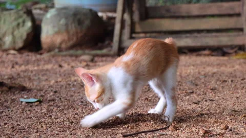 Cat burying poop with sand using it paws, outdoors. Stock Footage 280922248