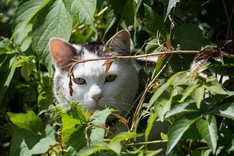 Cat in a bush. Stock-Fotos