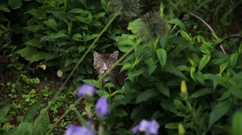Cat in the bushes Stock Footage 56026600