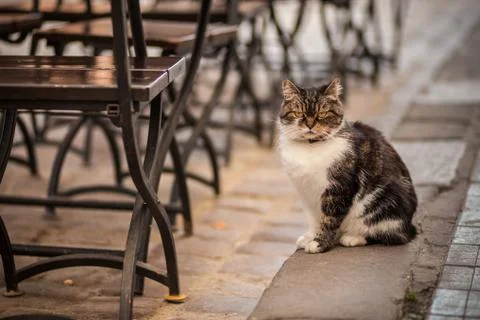 Cat with butterfly Stock Photos