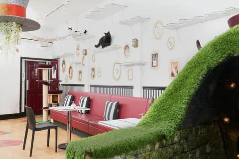 Cat Cafe Interior Shot Stock Photos