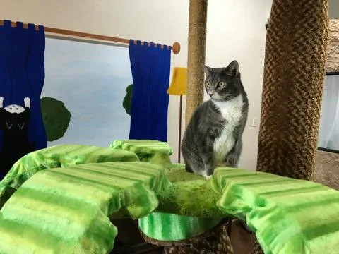 Cat in cafe Stock Photos