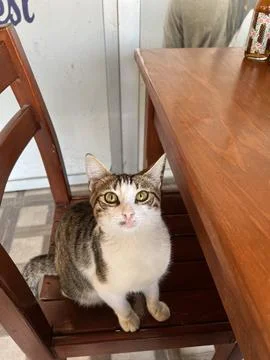 Cat in a cafe Stock Photos