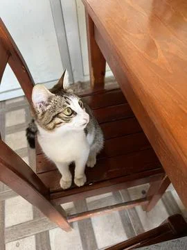 Cat in a cafe Stock Photos