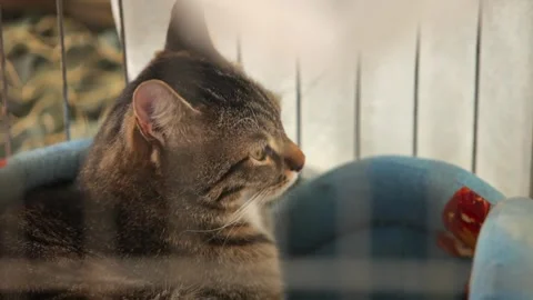 A cat in a cage behind bars looks into the cell. Cat Gazing Out from Behind Cage Stock Footage 263287042