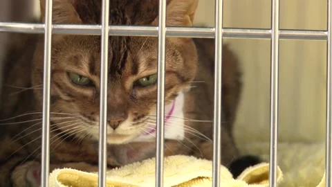 Cat in Cage Close-up Stock Footage 146617396