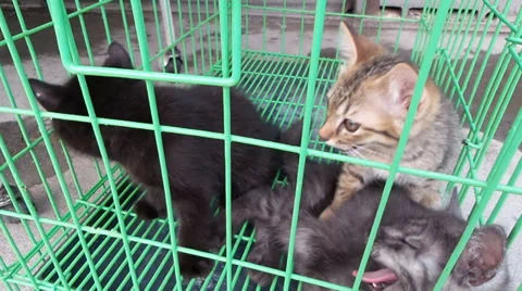 Cat in cage Stock Footage 36492334