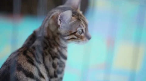 Cat in a cage 스톡 동영상 42226246