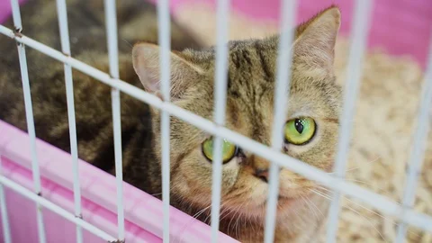 Cat in cage Stock Footage 104922272