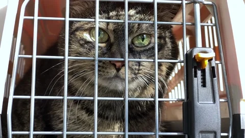 Cat in the Cage Stock Footage 140374671