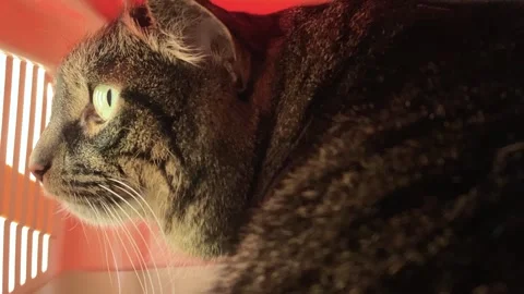 Cat in the Cage Stock Footage 140374697