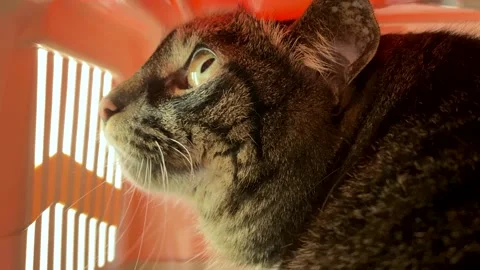 Cat in the Cage Stock Footage 140374736