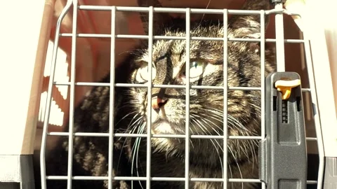Cat in the Cage Stock Footage 140374797