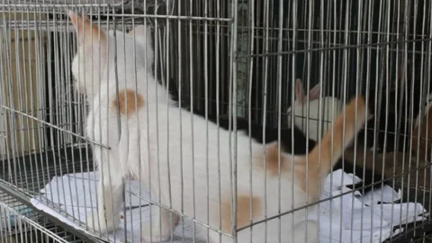 Cat in cage 스톡 동영상 140519247