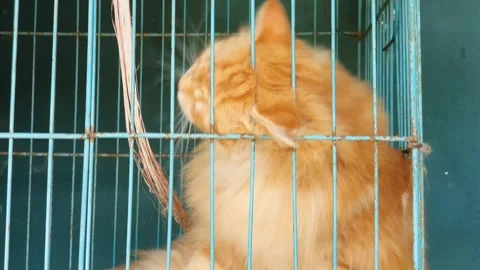 Cat in cage Stock Footage 265392041