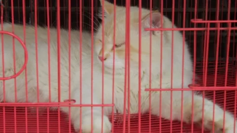 Cat in a  cage in a local shop 스톡 동영상 140520767