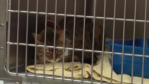 Cat In Cage Medium-Wide Stock Footage 146617366