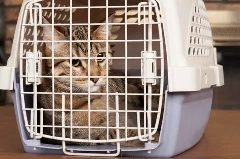 Cat in a cage Stock Photos