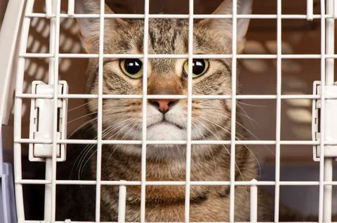 Cat in a cage Stock Photos