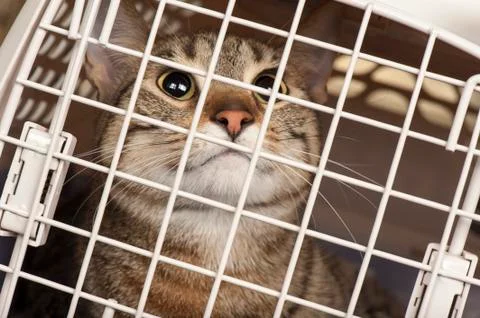 Cat in a cage Stock Photos