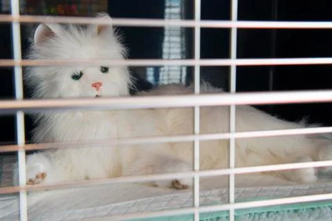 Cat in cage Stock Photos