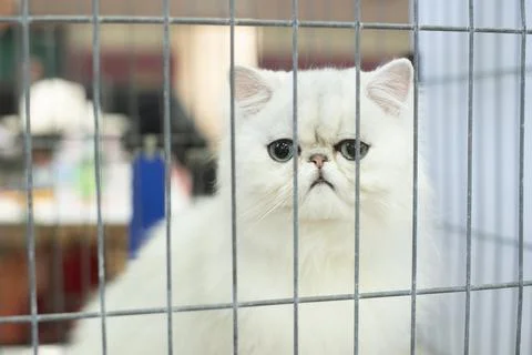 Cat in cage Stock Photos