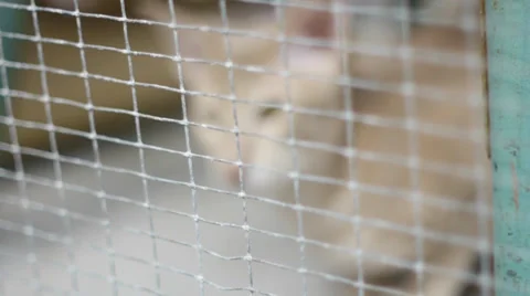 Cat in cage - Pull Focus Stock Footage 37263252