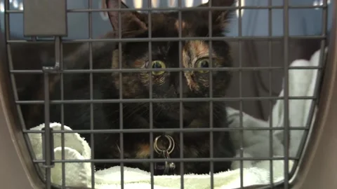 Cat In Cage Wide to Close Stock Footage 146617413