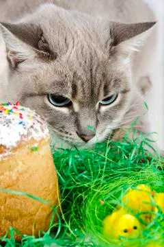 Cat, cake and chicks. Stock Photos