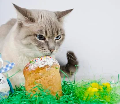 Cat, cake and chicks. Foto stock