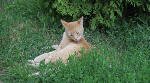 Cat Call Stock Footage 11498567