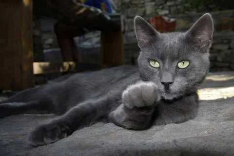 Cat call Stock Photos