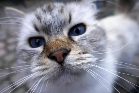 This cat is called Diva and that's what she is Stock Photos