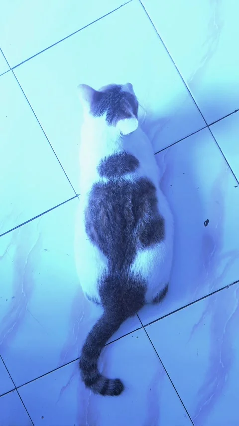 Cat, Calm on the Floor, Part 1 Video stock 303410644